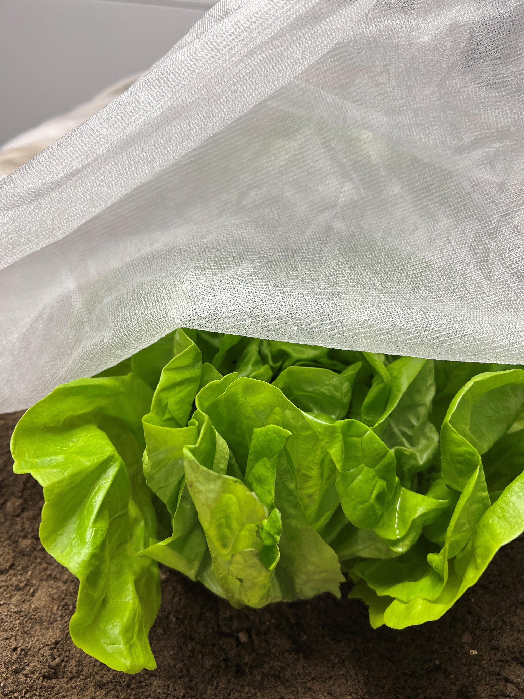 What is garden fleece and how to use it to protect against frost in winter