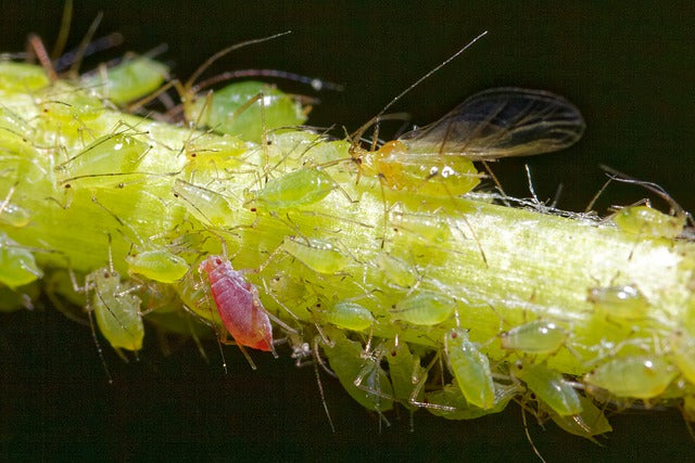 How to Identify and Get Rid of Aphids (2024)