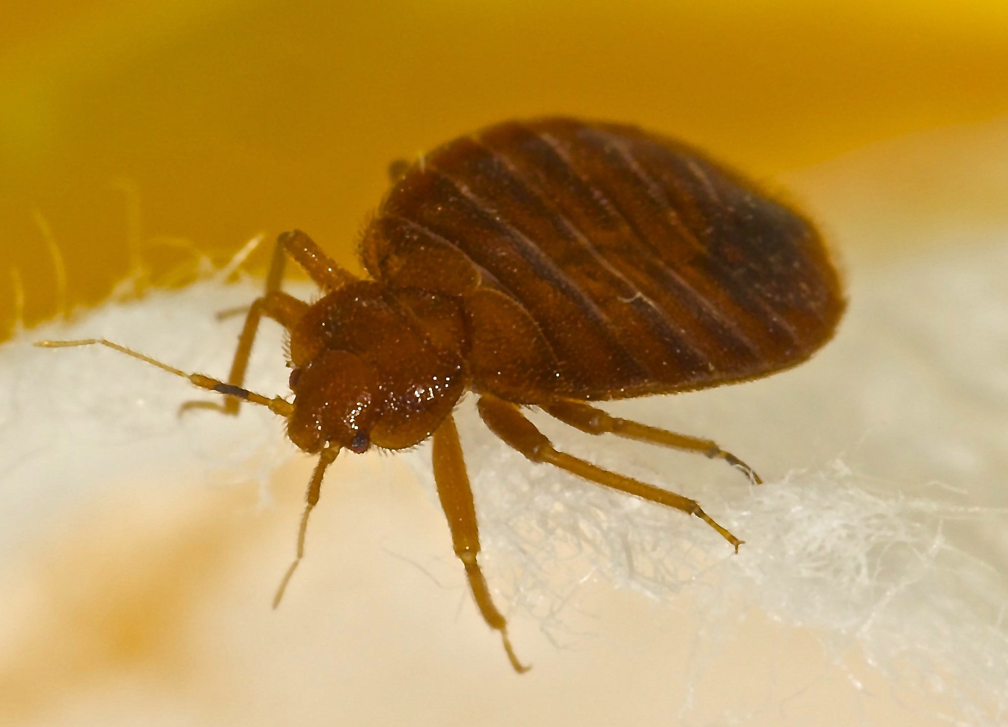 How to get rid of bed bugs