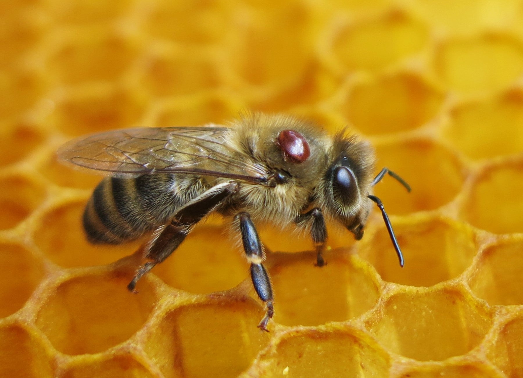 Year round treatment program for Varroa mite