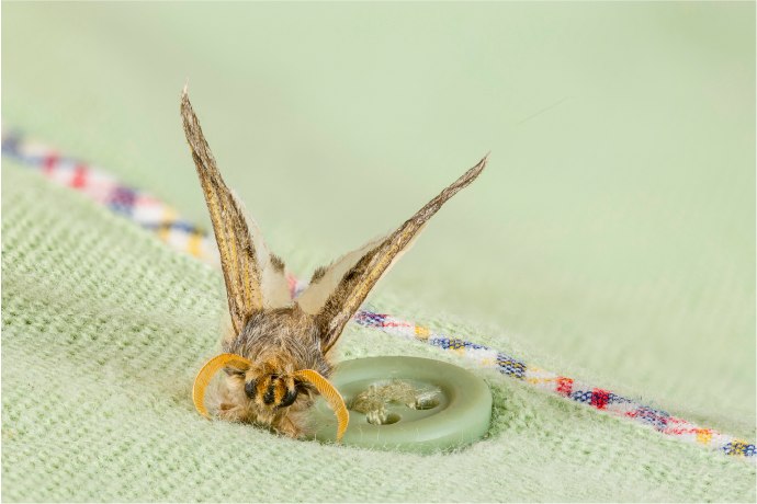 Pantry Moth Killer Kit - Kill Pantry Moths, Larvae and Eggs
