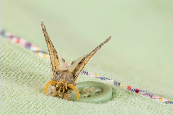 Clothes Moth - How to identify and treat (2024)