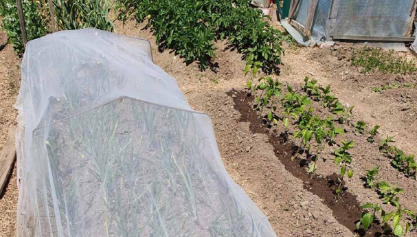 InsectoNet launch - New plastic-free, biodegradable insect netting