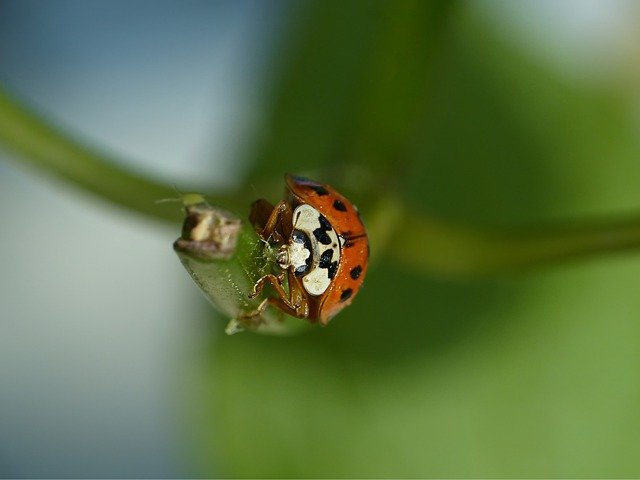 How to use predatory insects for your garden (2024)