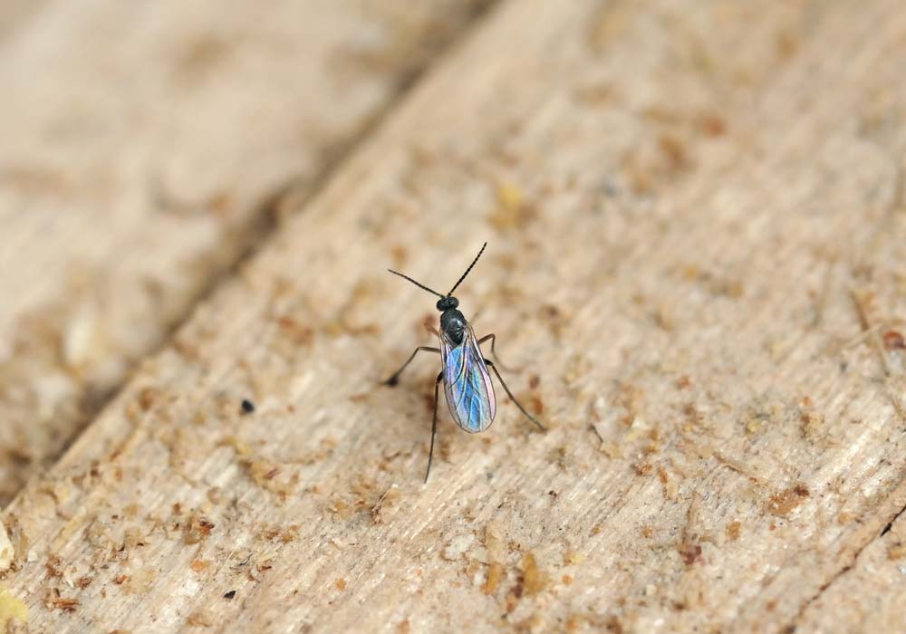 Fungus gnats - How to identify and get rid of (2024)