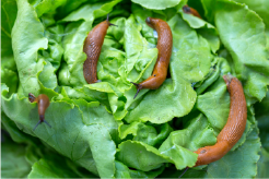 What is the best slug killer in the UK? (2024)
