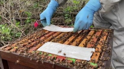 3 Step-Prep for MAQS and your hive
