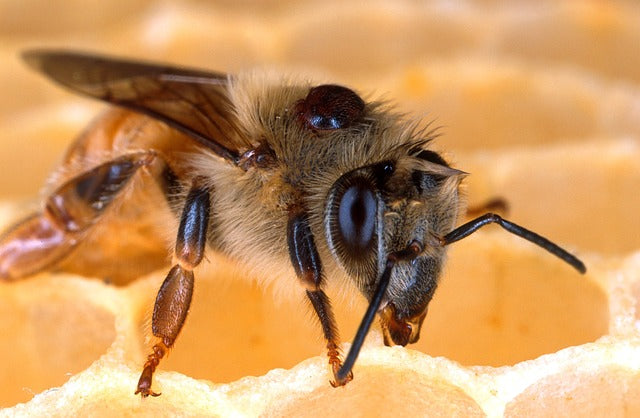 Varroa mite introduction