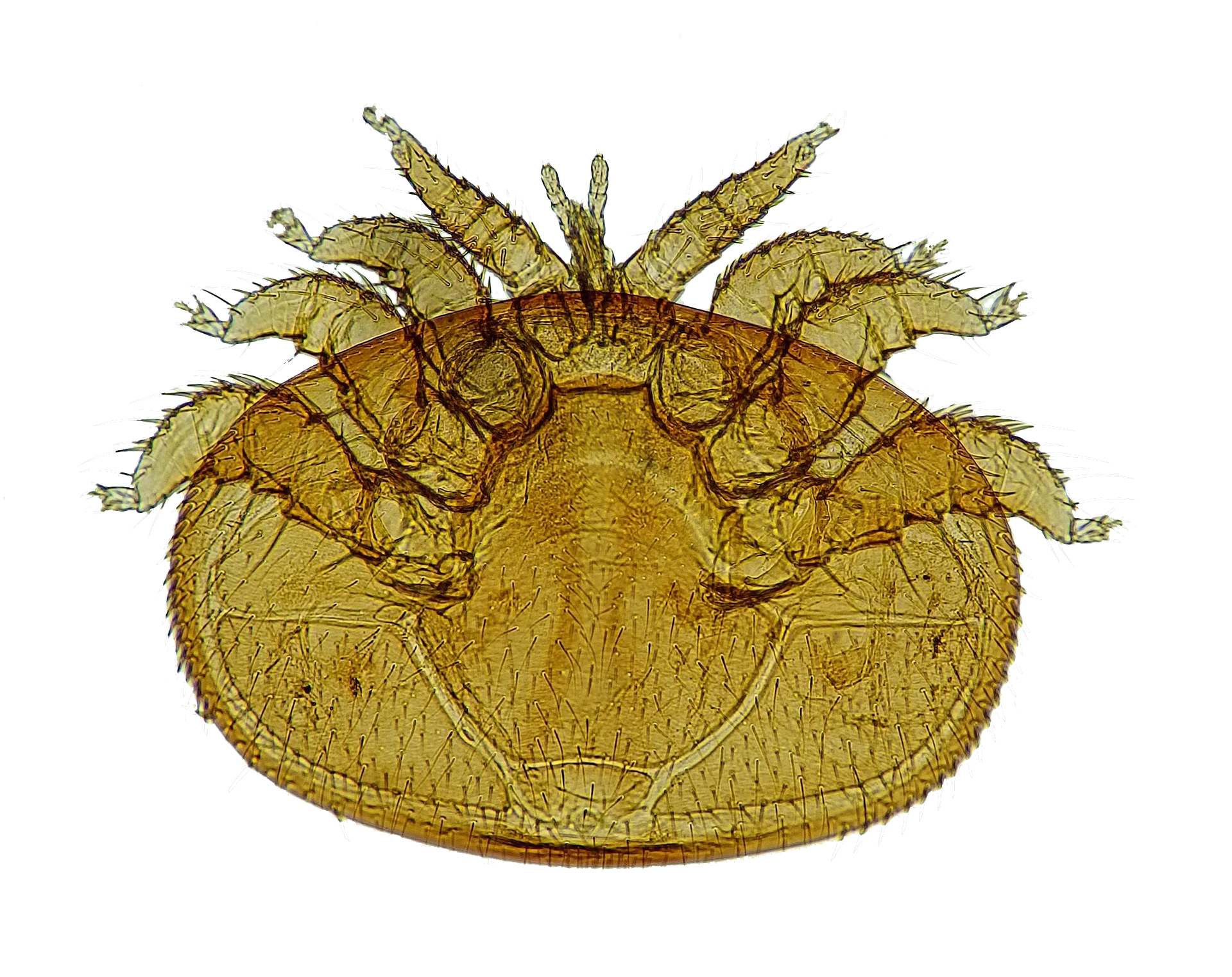 The future of varroa mite monitoring?