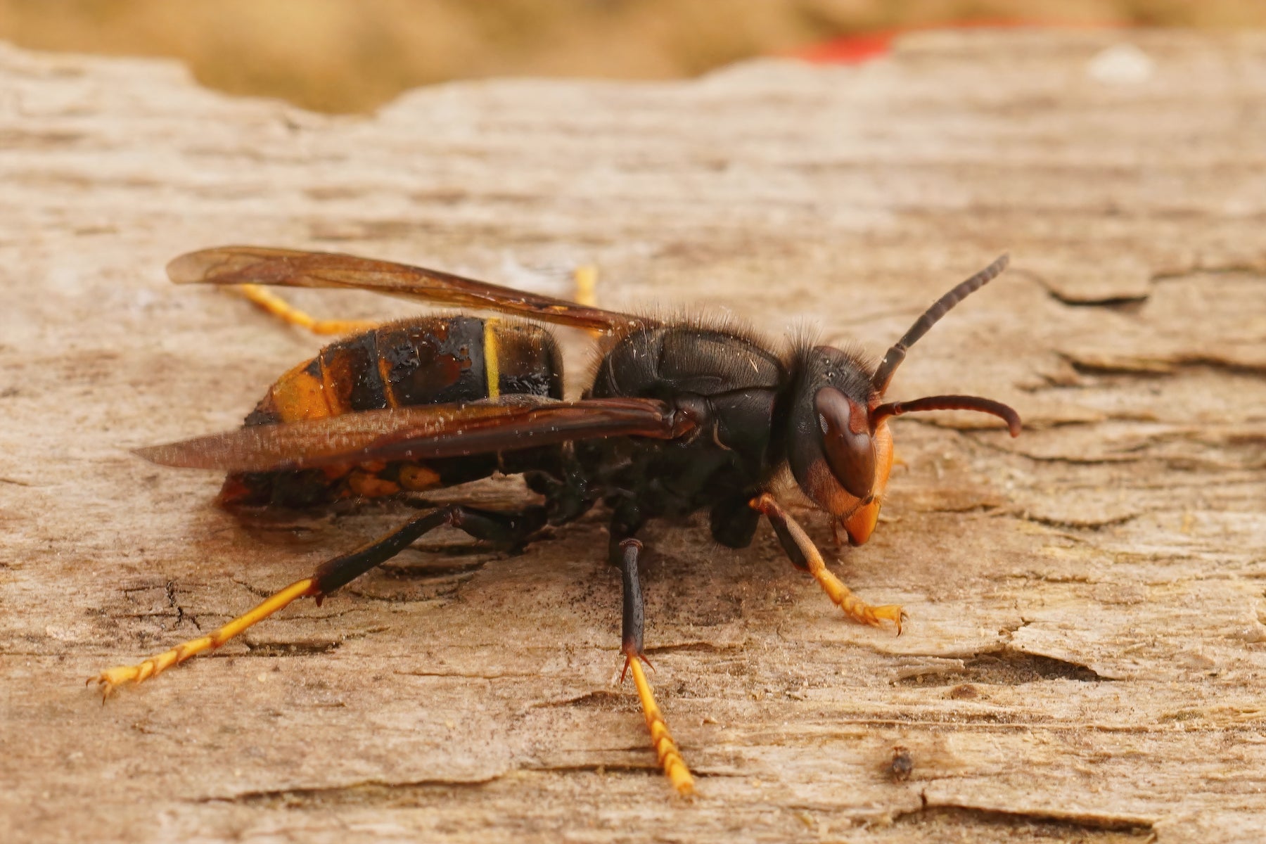 Asian Hornet Trap (Blue/Yellow x1)