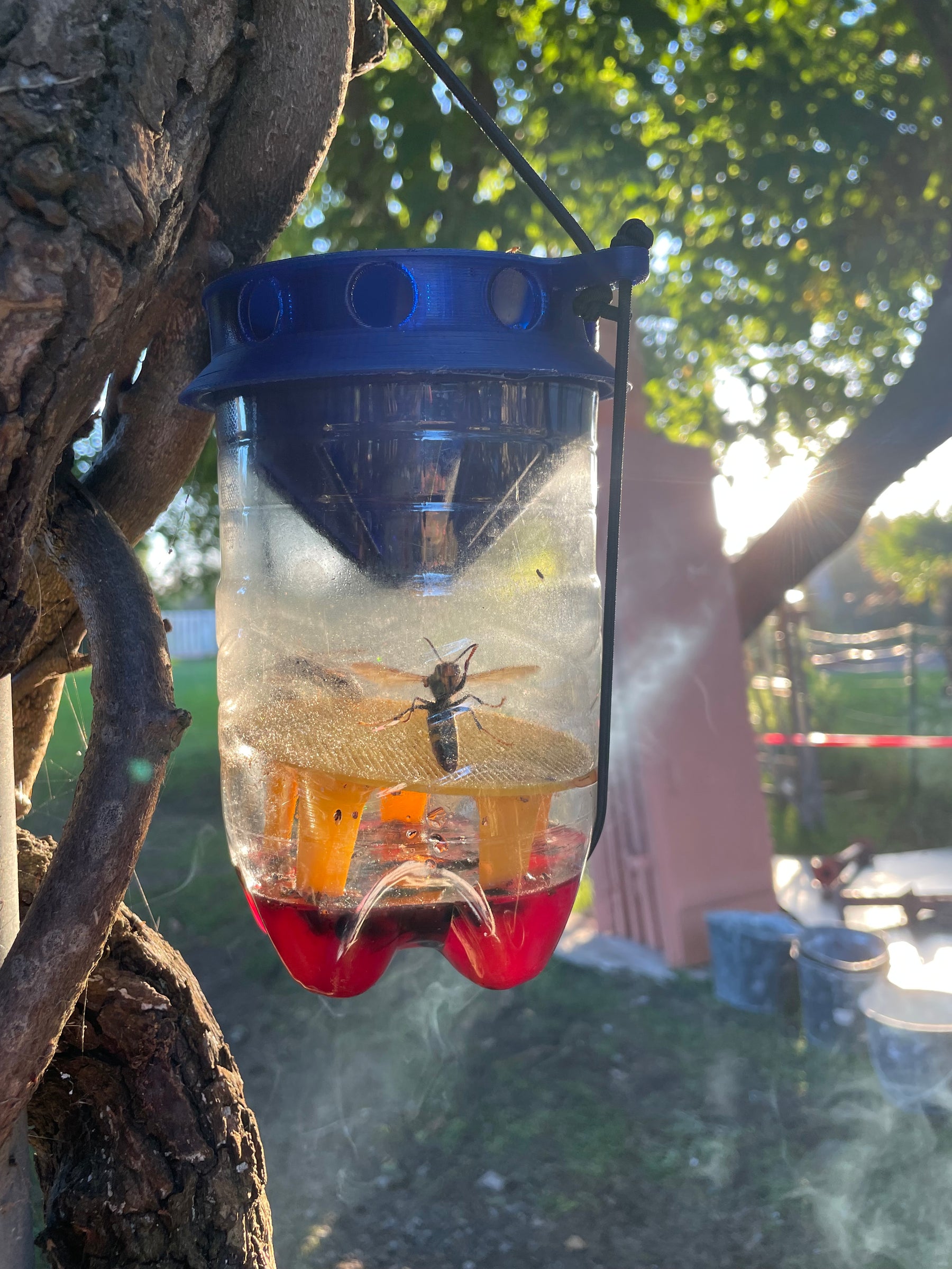 Asian Hornet Trap (Blue/Yellow x1)