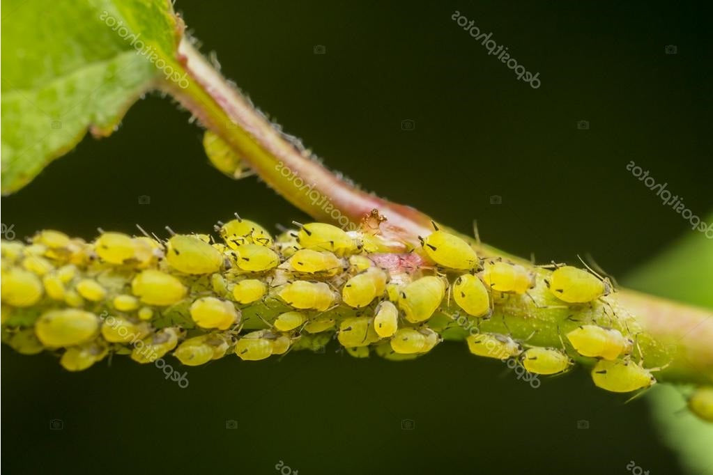 BugNet - Bug Killer Spray concentrate