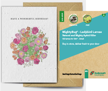 Ladybird Larvae Gift Option