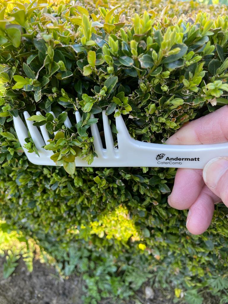 Compact Box tree moth trap + CaterComb