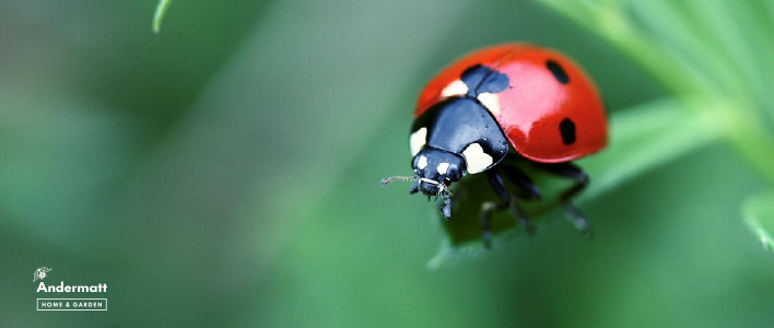 Andermatt Home & Garden