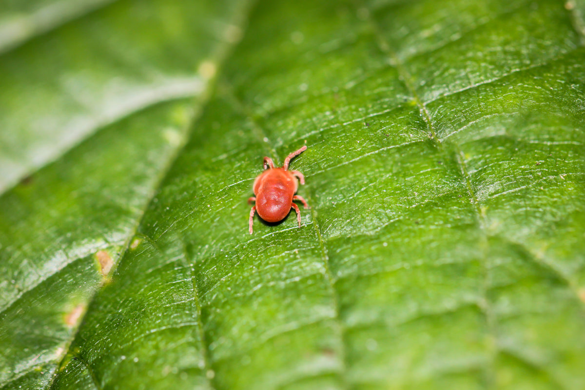 BugNet - Bug Killer Spray concentrate