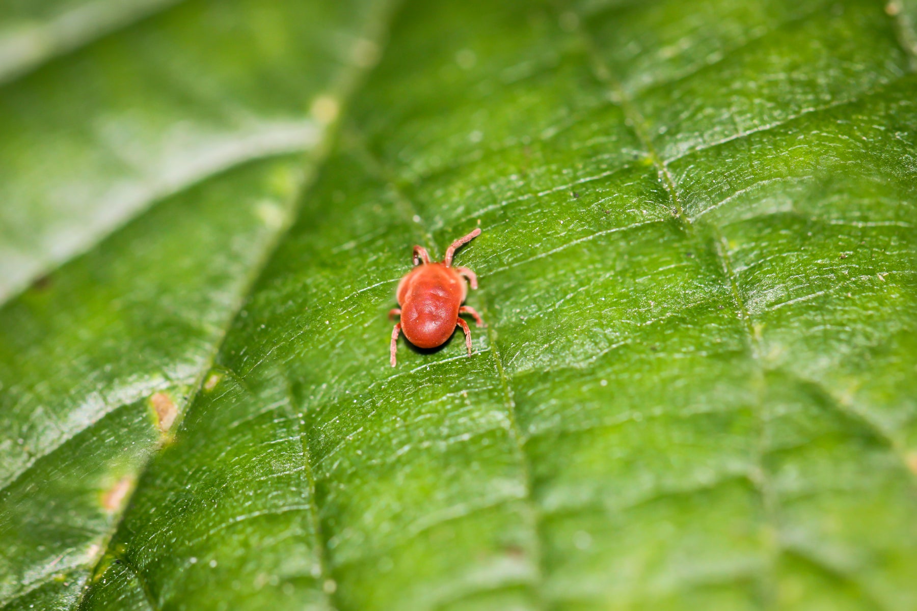 BugNet - Bug Killer Spray concentrate