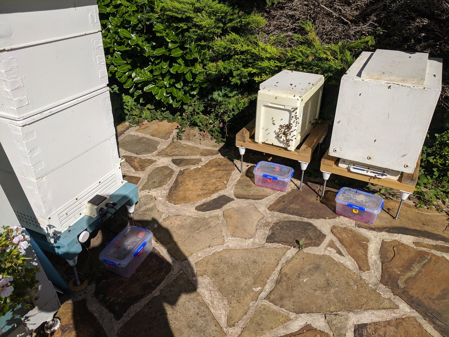 Wasp Trap Ferrules (x4)