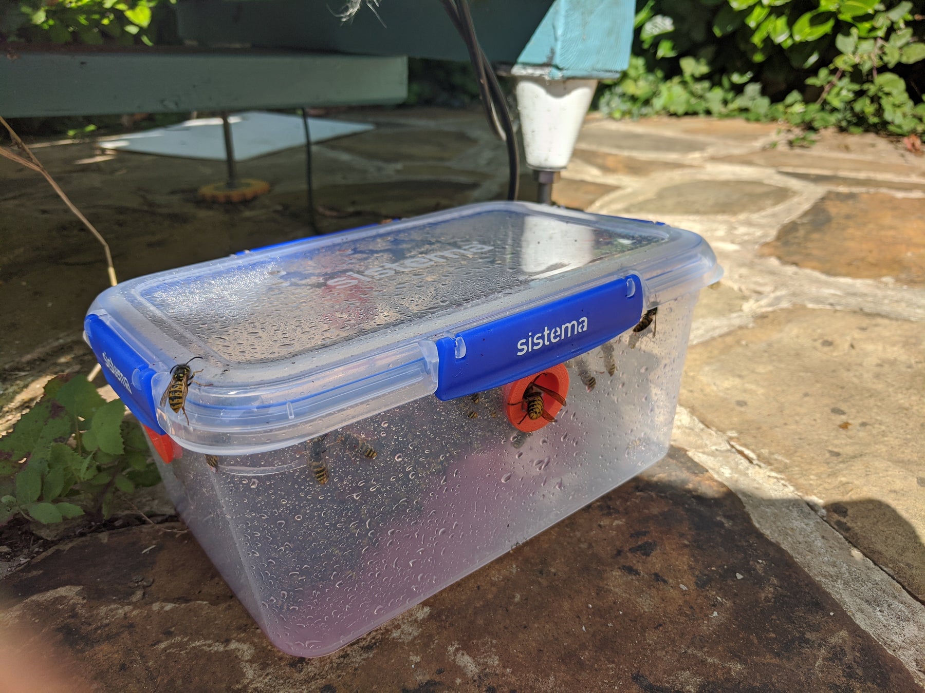 Wasp Trap Ferrules (x4)