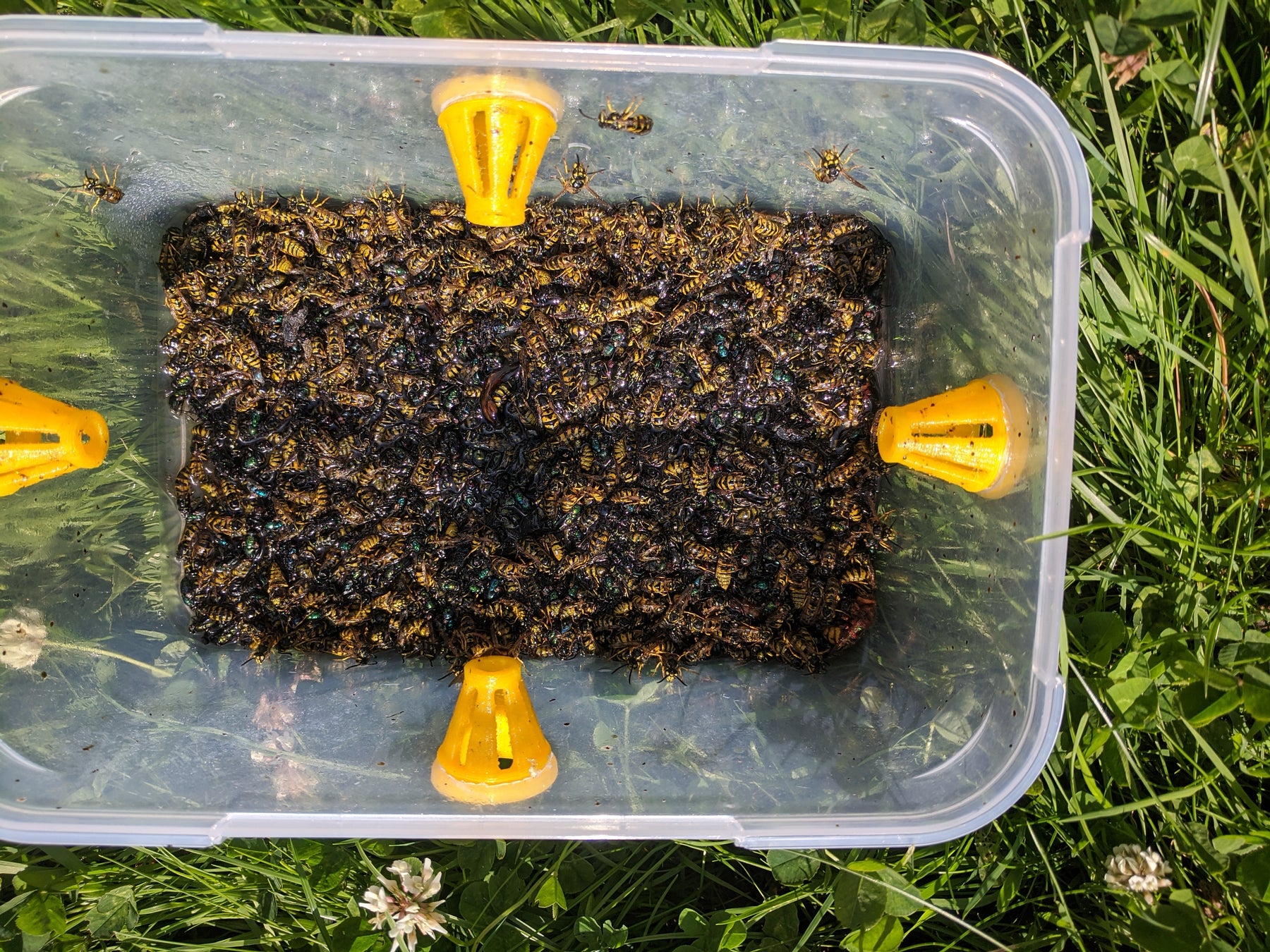 Wasp Trap Ferrules (x4)