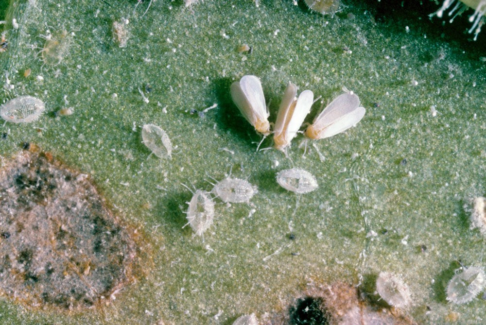 MightyBug - Encarsia WhiteFly Killer