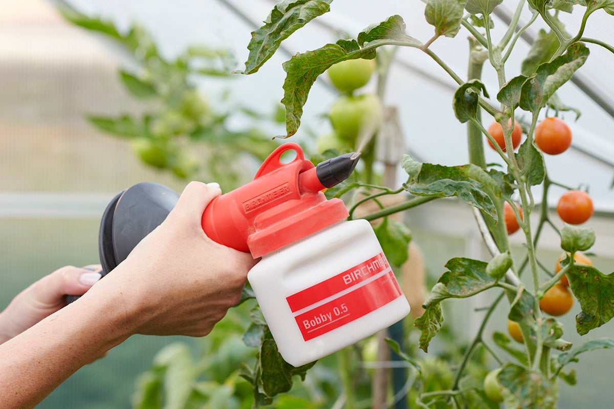 Photo of the birchmeier bobby being used on a tomato plant.
