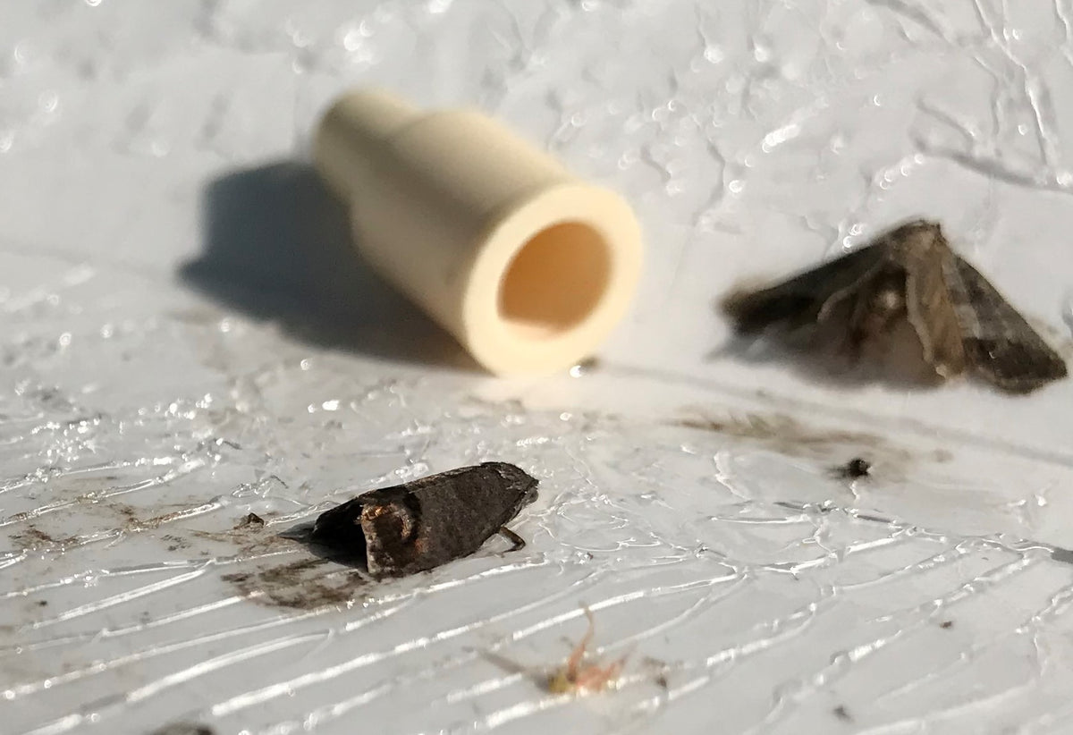 Photo of trapped codling moths thanks to a pheromone lure.