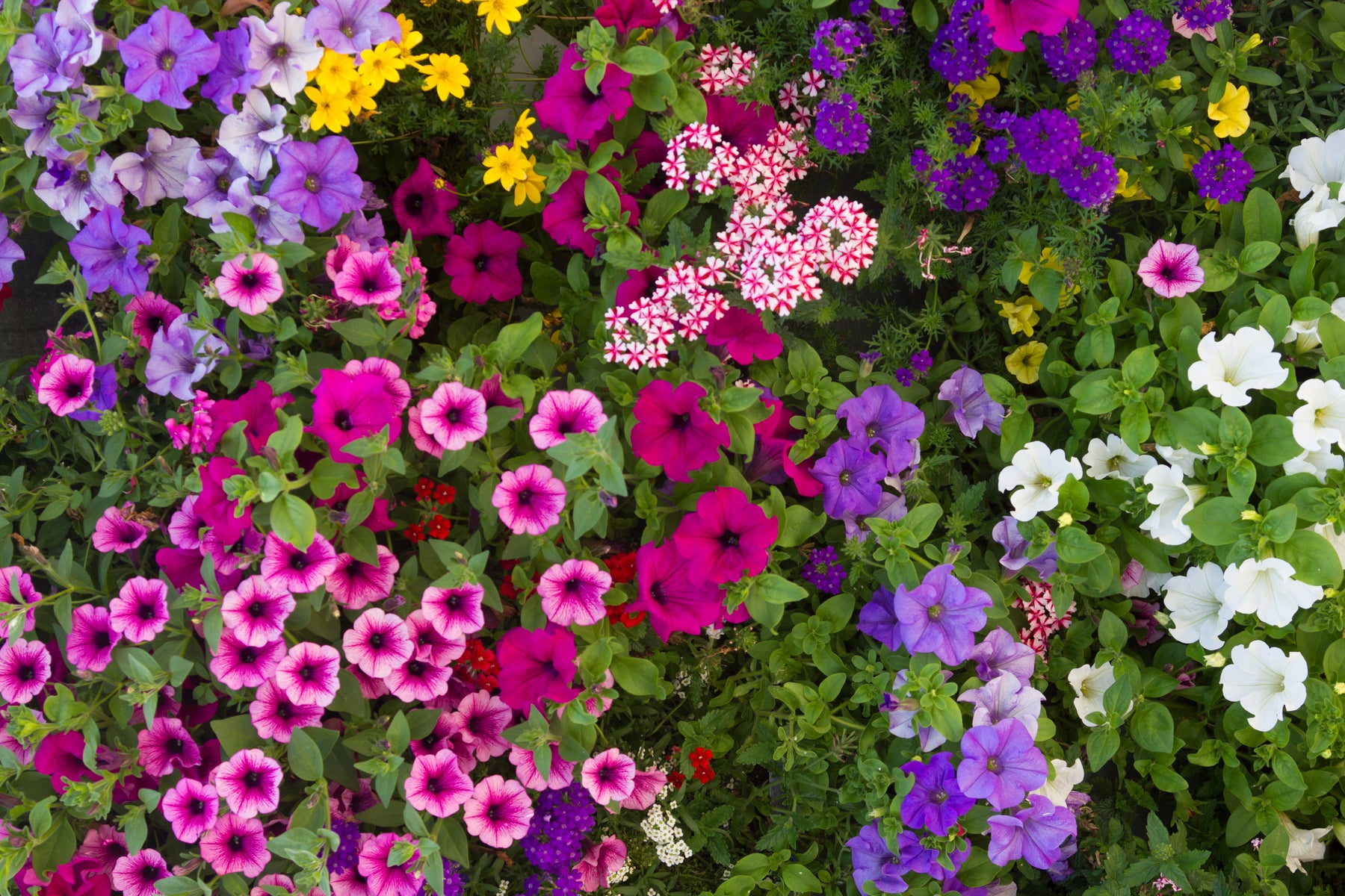 GroPure All-Purpose Organic Fertiliser
