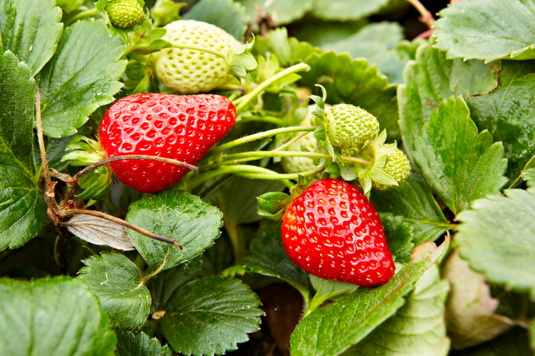 GroPure Fruit & Vegetable