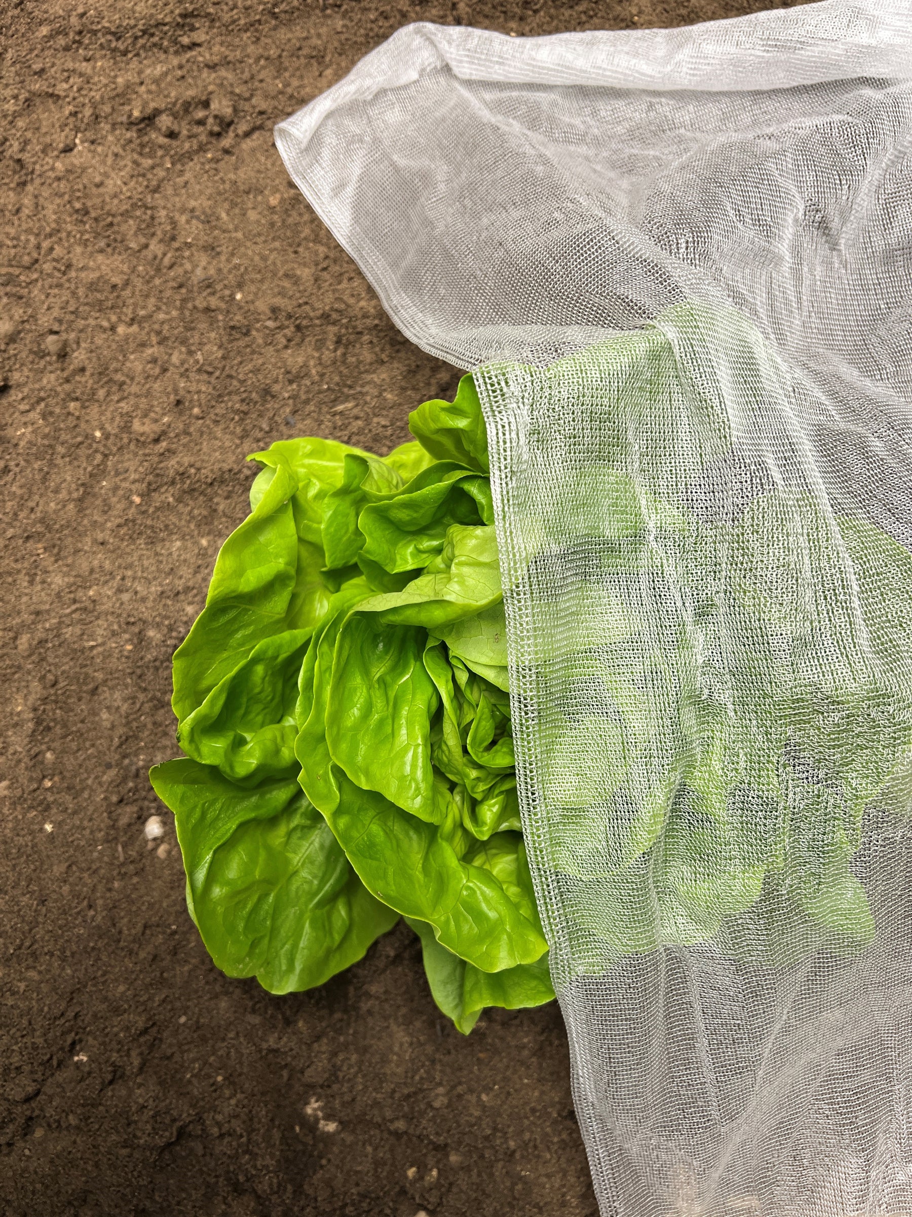 InsectoNet plastic-free insect net
