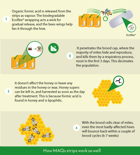 Diagram about the step-by-step process of MAQs on bee hives.