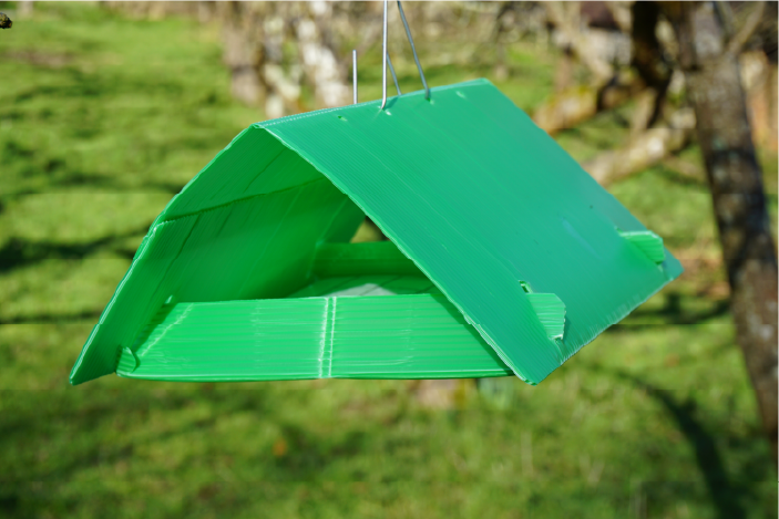 Photo of a codling moth trap being hung from a tree.
