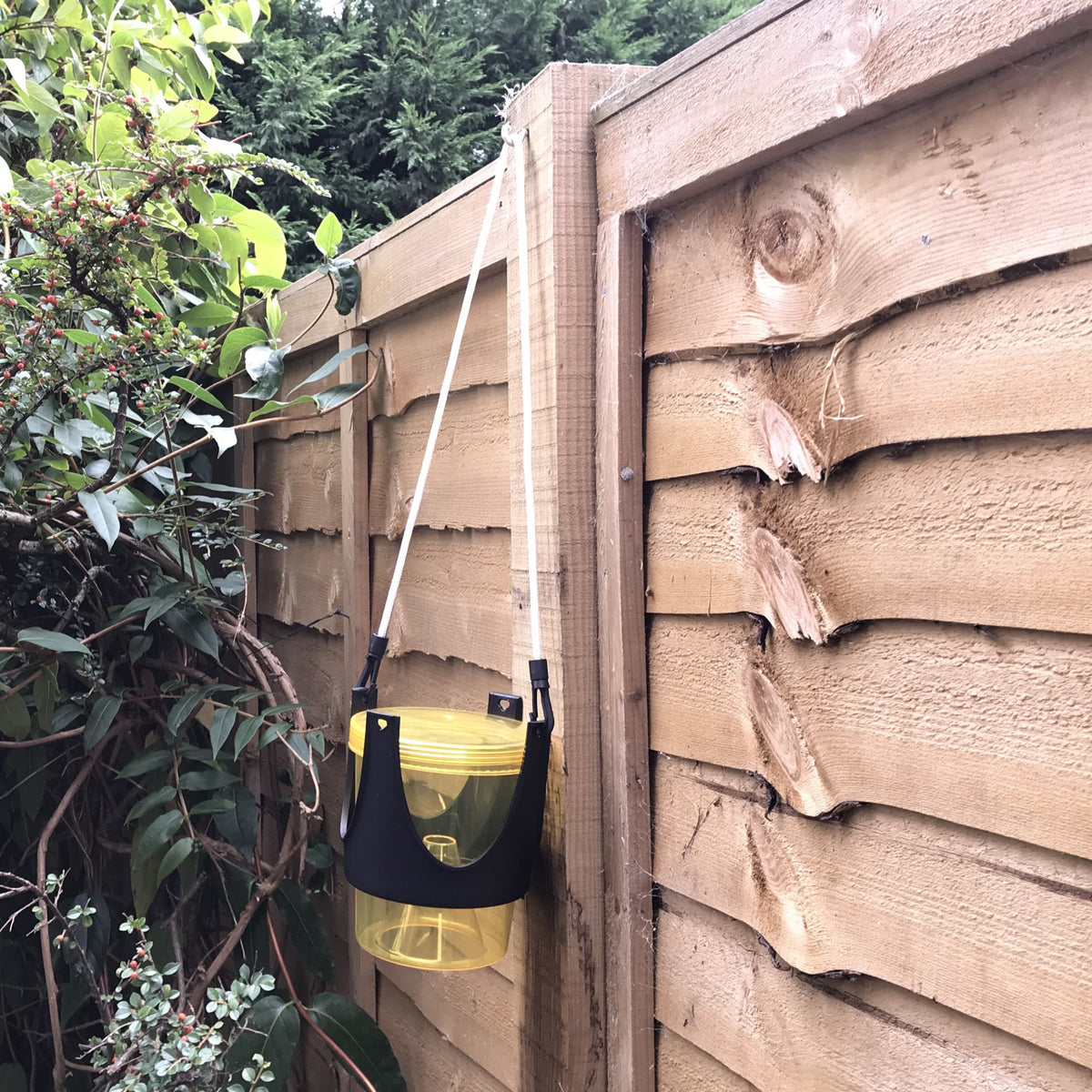 Photo of a wasp trap hanging on a garden fence.