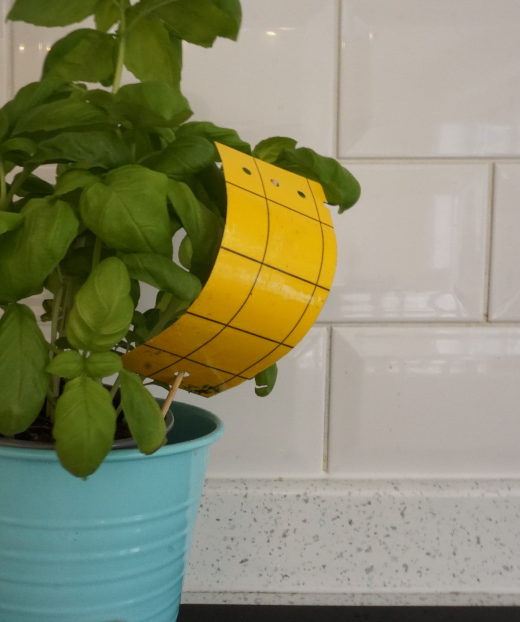 Photo of a mini yellow sticky trap attached to a houseplant.