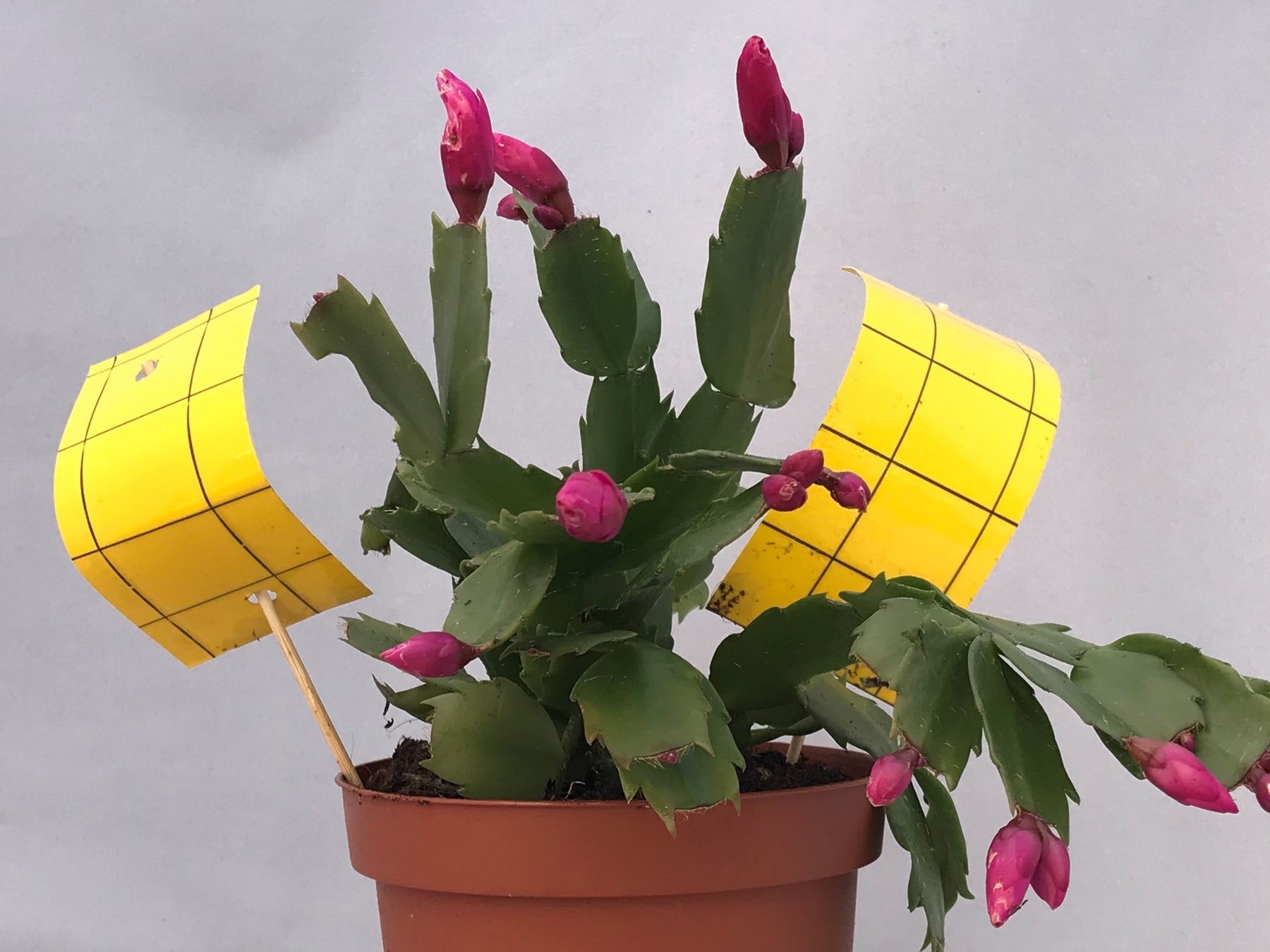 Photo of mini yellow sticky traps used to protect a potted plant.