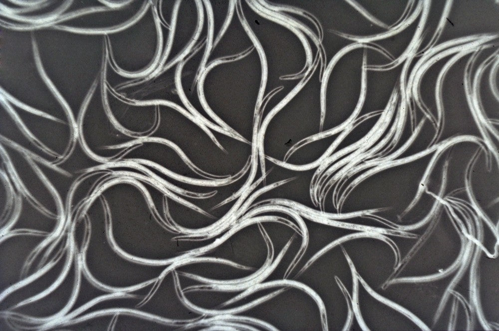 Photo of nematodes.