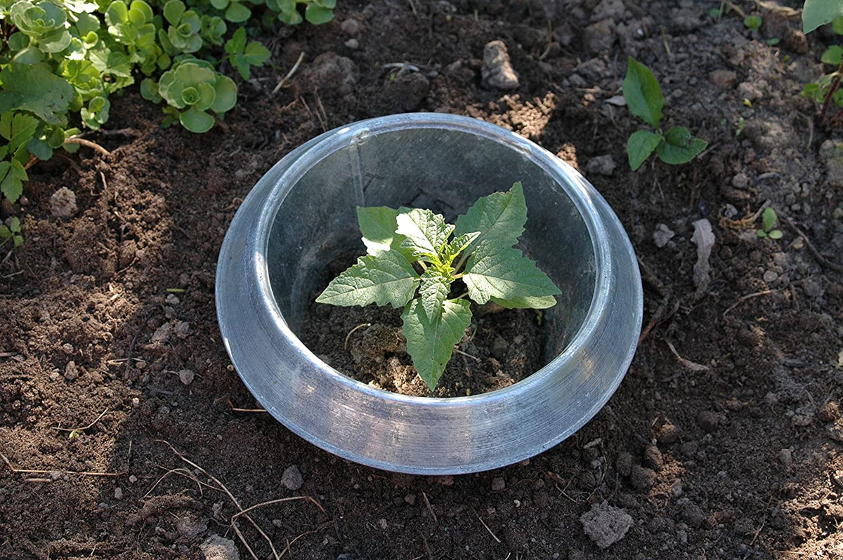 Photo of a slug collar protecting a seedling.