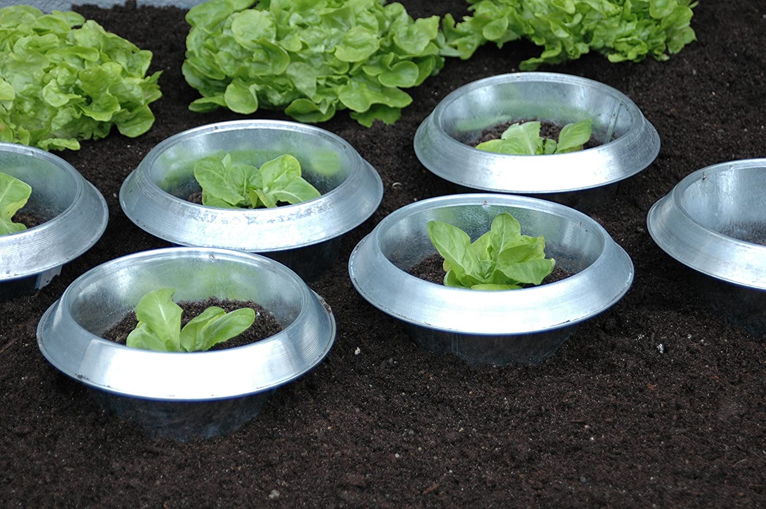 Photo of slug collars protecting seedlings outside.