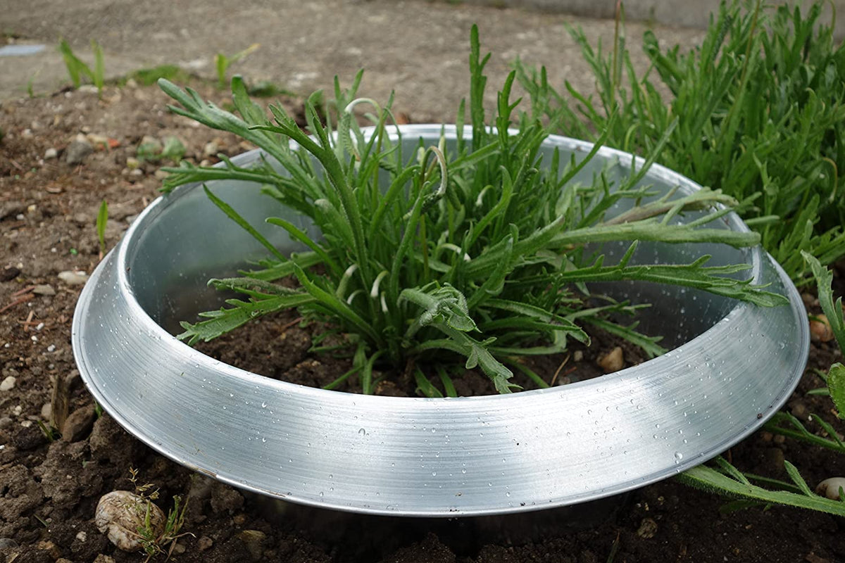 Photo of a large slug collar protecting a plant outside.