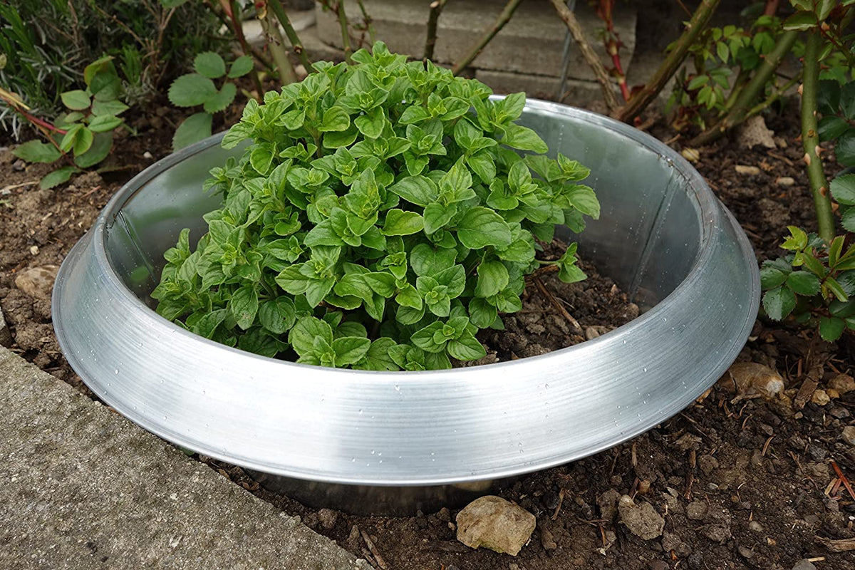 Photo of a large slug collar protecting a plant outside.