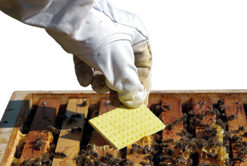 Photo of Thymovar being applied to a beehive.