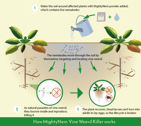 Diagram of how the Nematodes affect the soil and protect plants, helping them to recover.