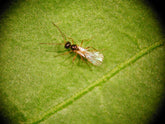 Aphidius Colemani Aphid Killer