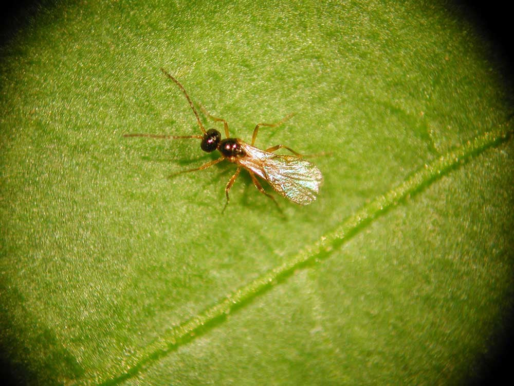 MightyBug - Any Aphid Killer