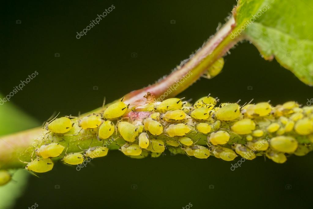 Aphidius Colemani Aphid Killer