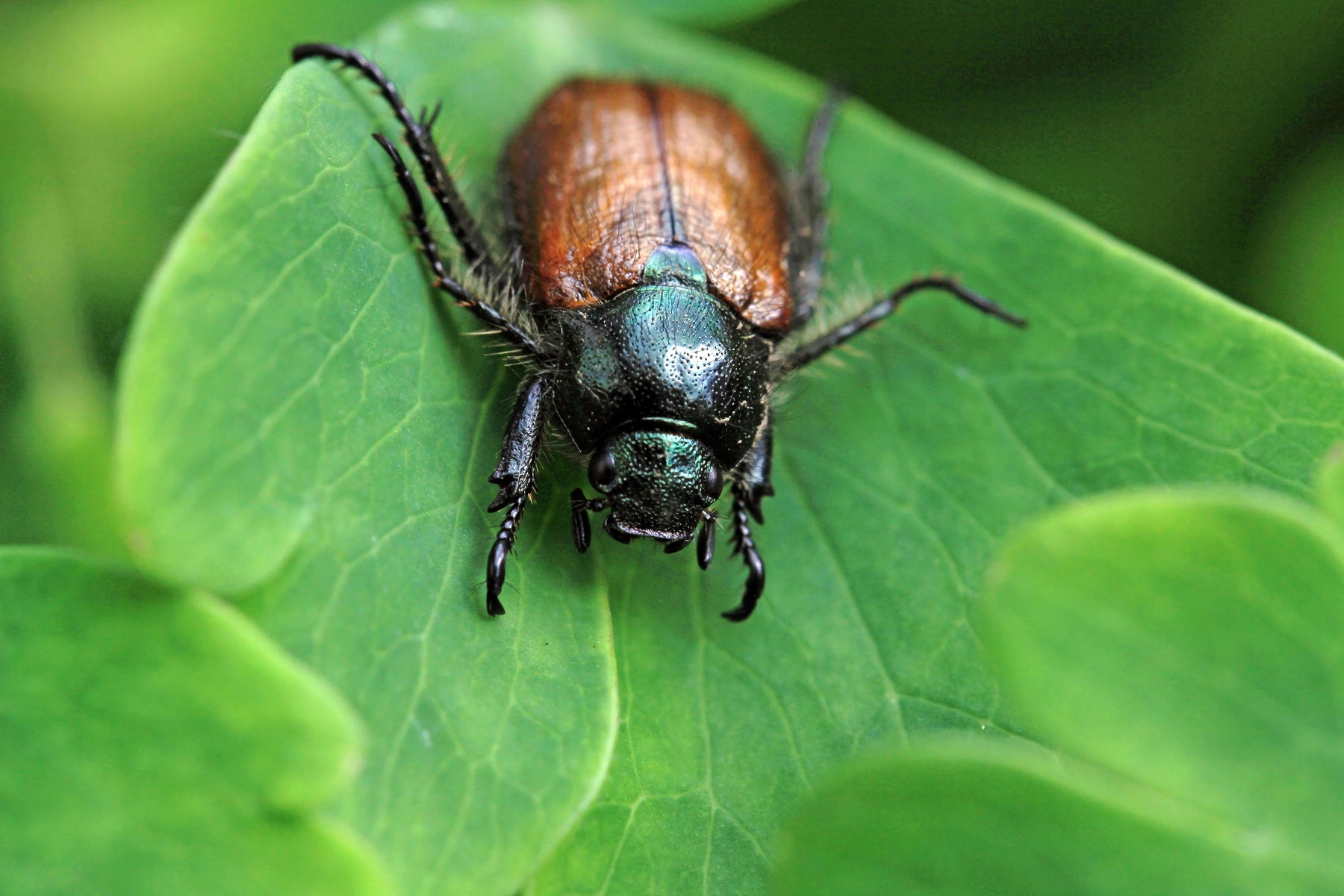 MightyNem® Chafer Grub Killer