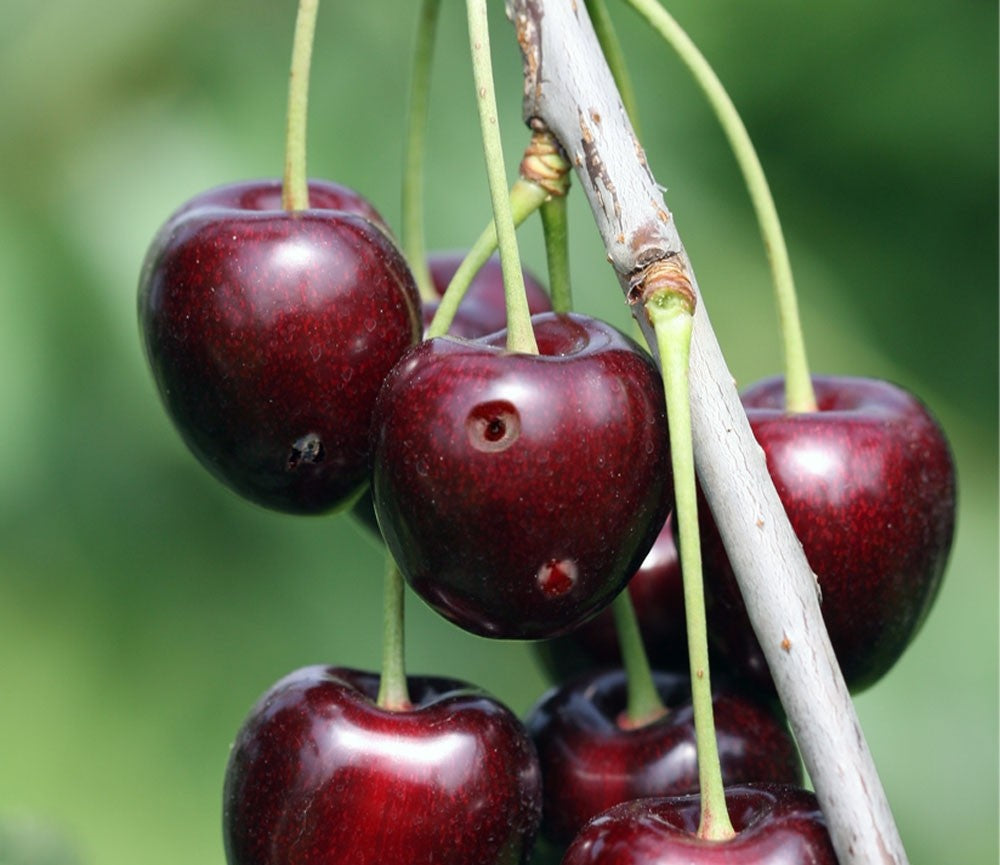 Photo of cherries affected by Spotted wing drosophila, as seen by the puncture holes.