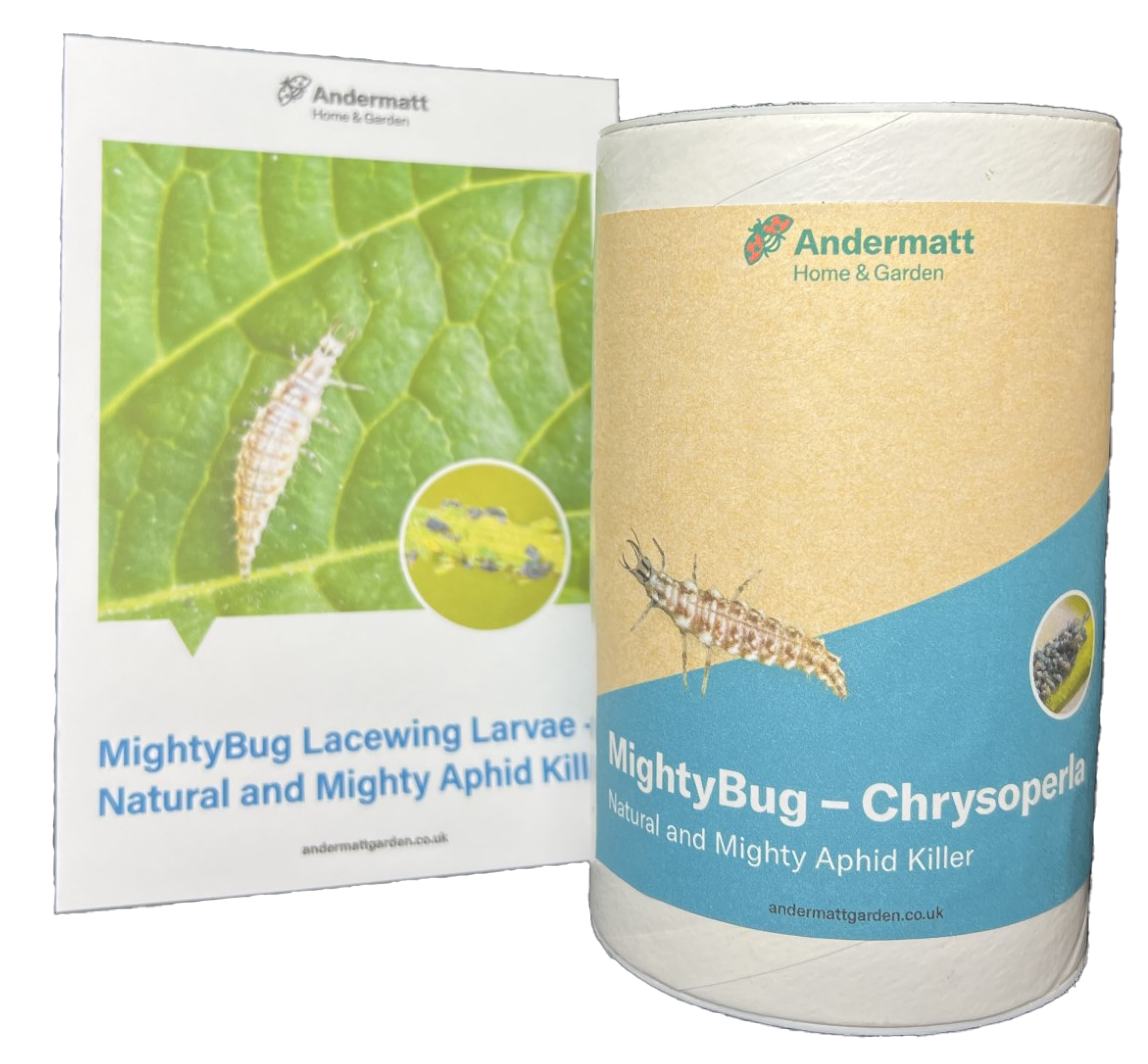 Lacewing Larvae Aphid Killer