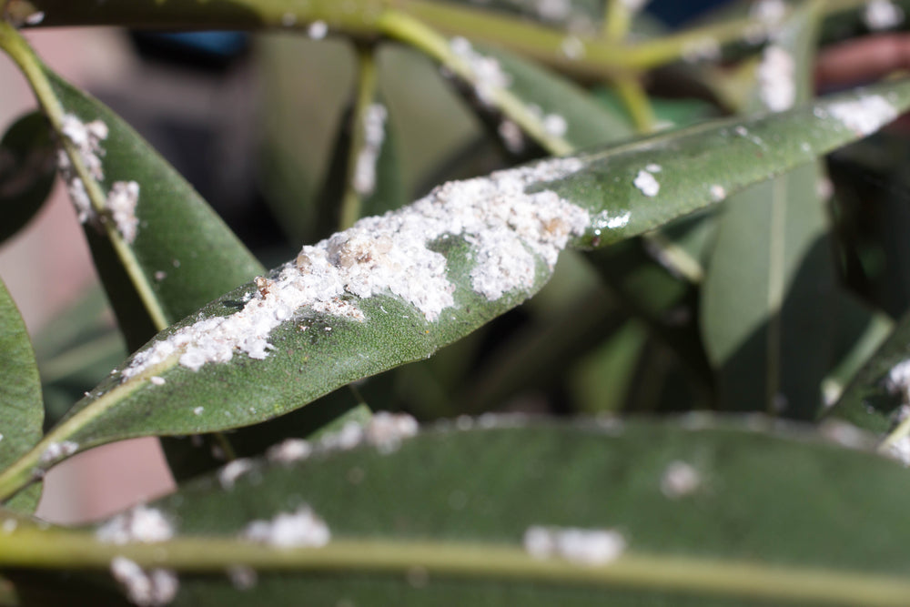 Mealybug Killer