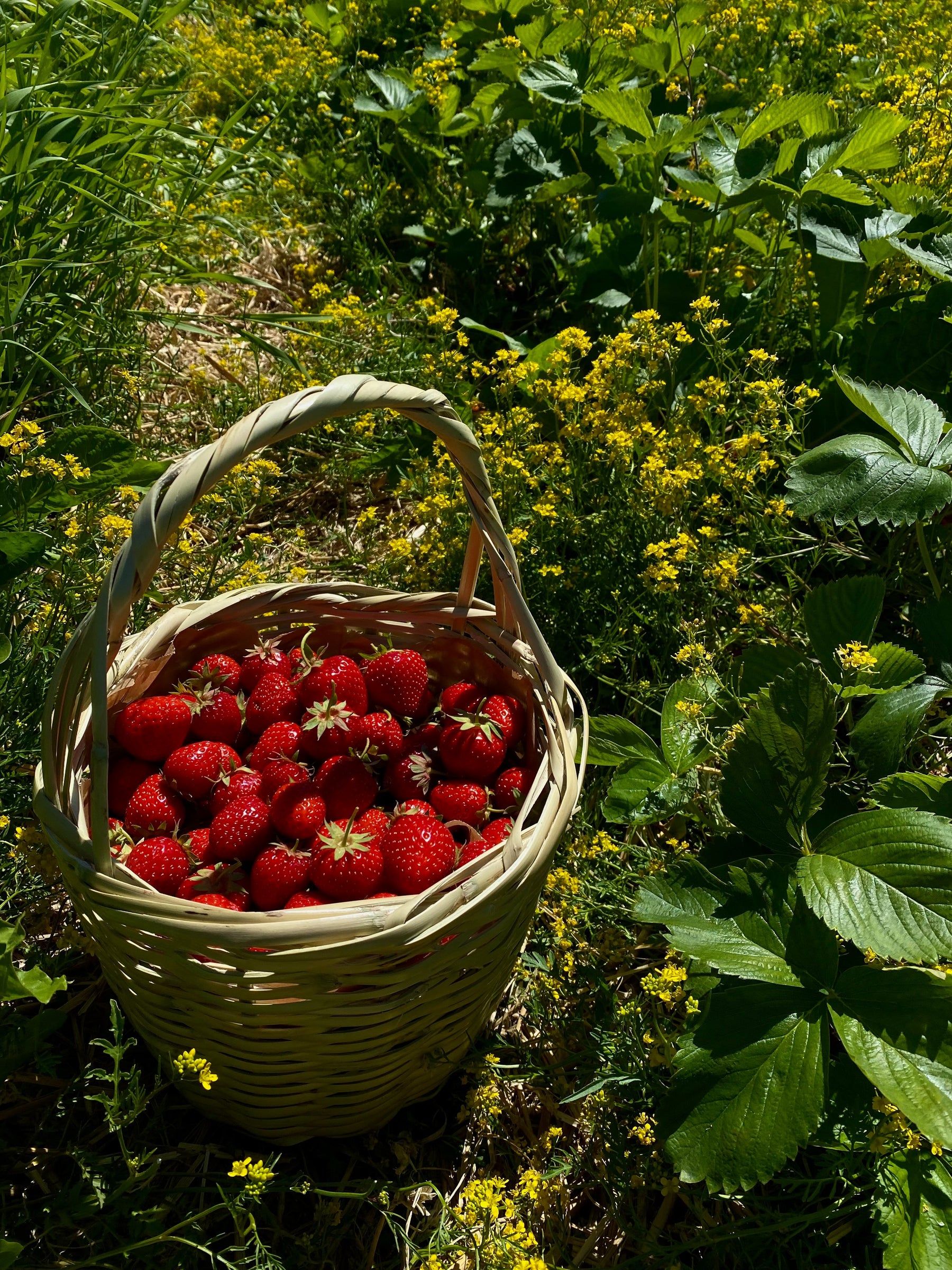 GroPure All-Purpose Organic Fertiliser